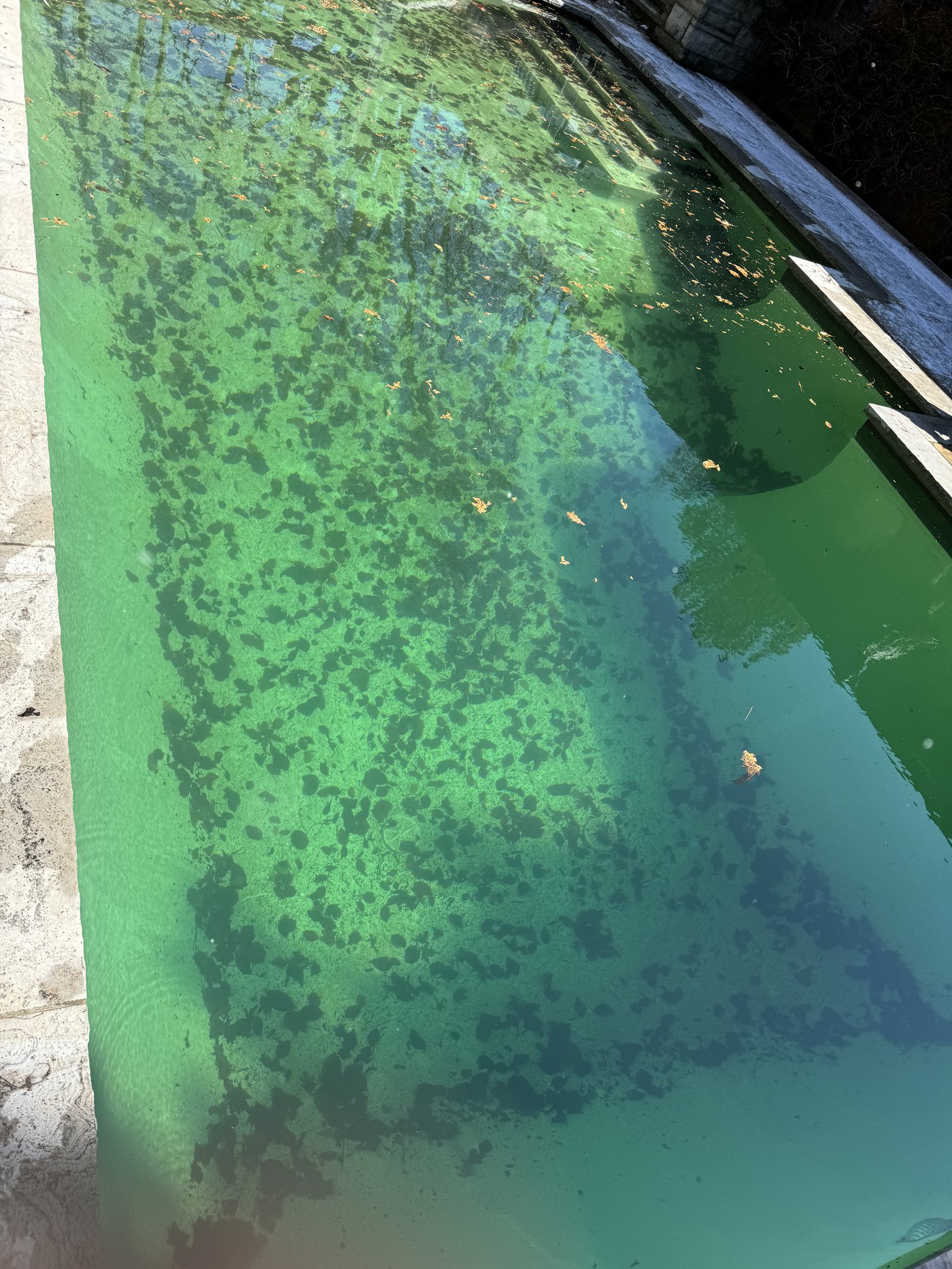 Pool before cleaning — green algae water